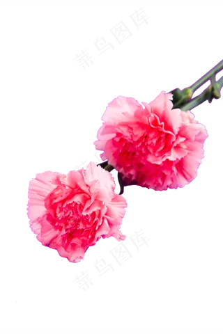 粉红康乃馨花卉花束