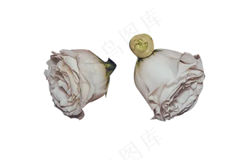 两朵白色玫瑰断枝