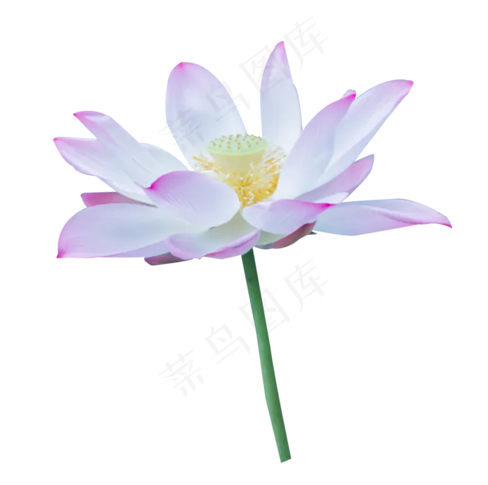 一朵荷花(2000X1985(DPI:300))psd模版下载