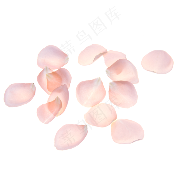 粉色花瓣(2000*2000px 300 dpi )
