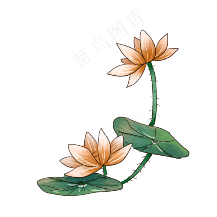 比高的荷花卡通插画
