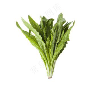 油麦菜（png免抠）