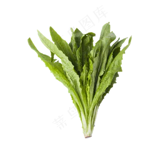 油麦菜（png免抠）