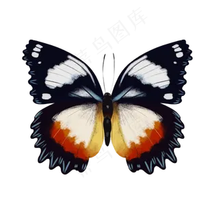 可爱动物翅膀蝴蝶美丽,免抠元素