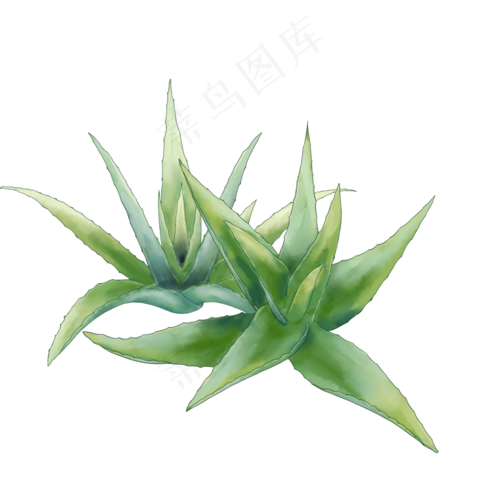 芦荟春季两株一胖一瘦,免抠元素