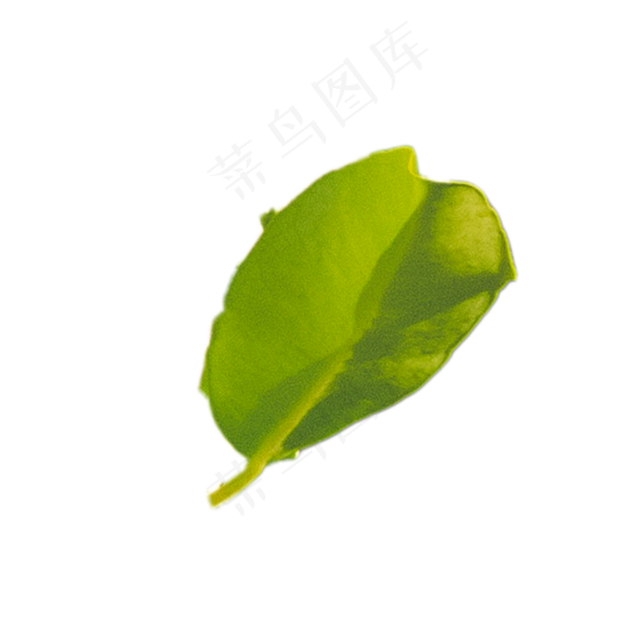 嫩绿植物叶子下载