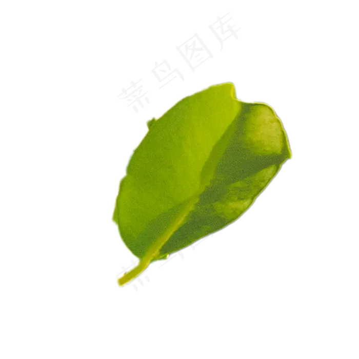 嫩绿植物叶子下载(2000X2000(DPI:300))psd模版下载