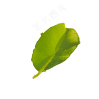 嫩绿植物叶子下载 嫩绿植物叶子下载