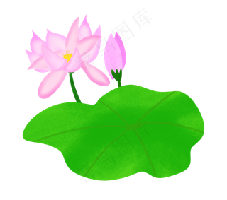 两朵精美的荷花花苞