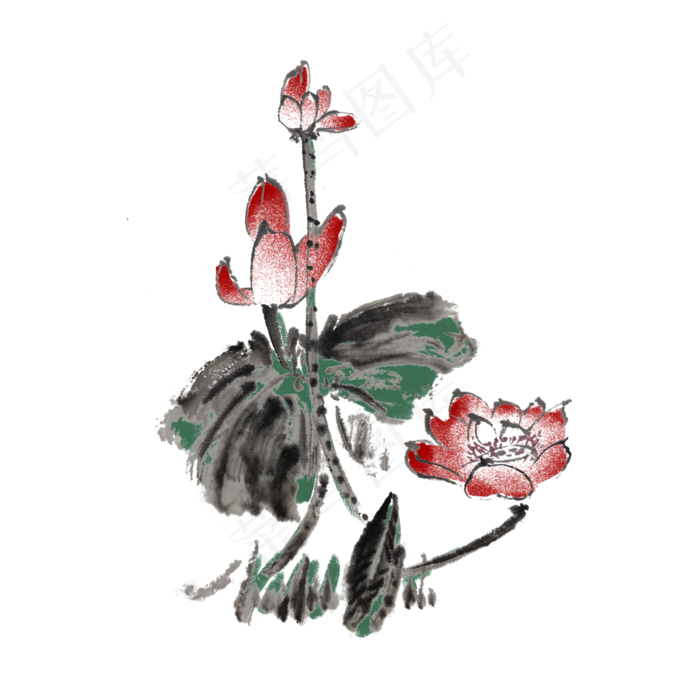 夏天的荷花手绘插画