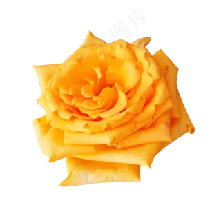 黄色玫瑰花花朵,免抠元素