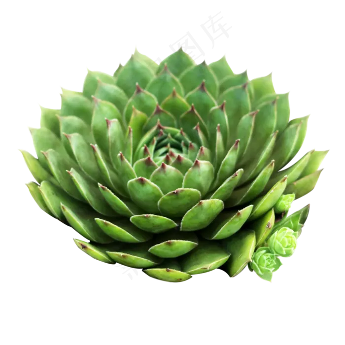 多肉植物观音莲长生草,免抠元素(3333*3333px 300 dpi )