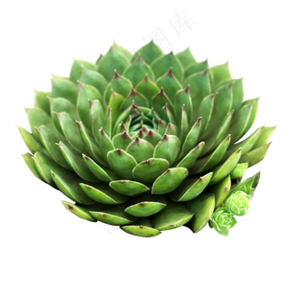 多肉植物观音莲长生草,免抠元素