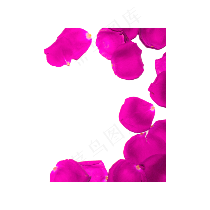 粉色玫瑰花瓣实物拍摄免抠(2000X2000(DPI:300))psd模版下载