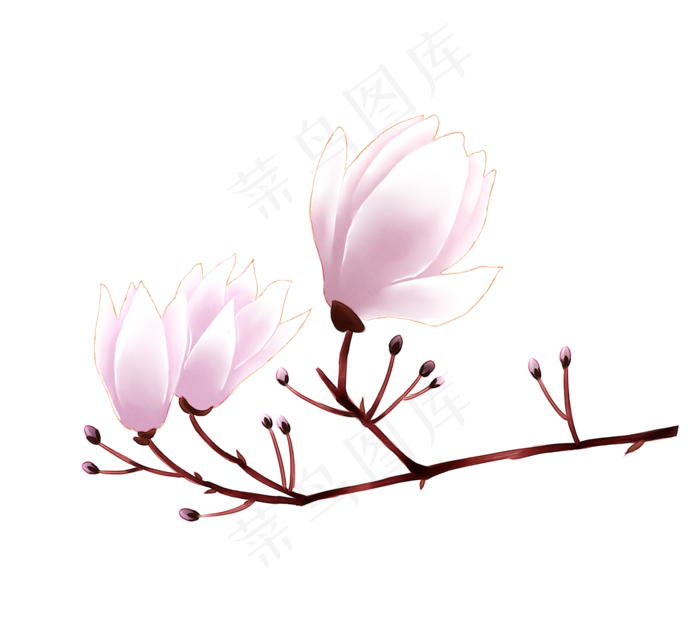 喜欢的鲜花,免抠元素