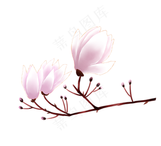 喜欢的鲜花,免抠元素