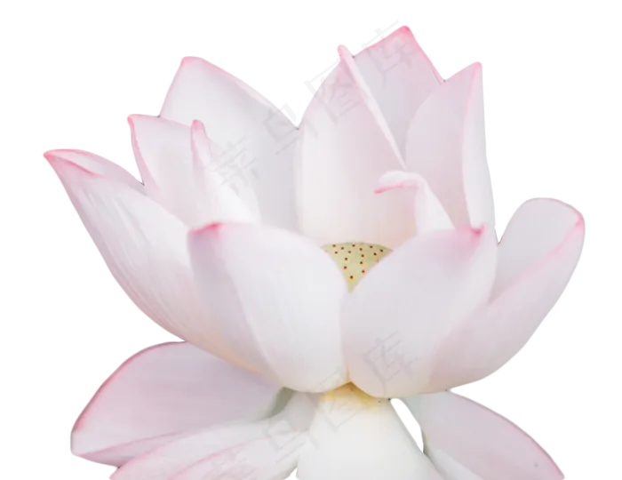 荷花花蕊花瓣