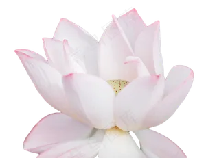 荷花花蕊花瓣