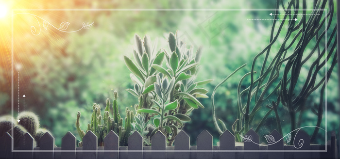 大暑小暑绿色植物阳光背景