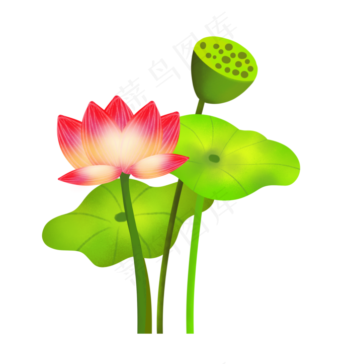 夏季节气荷花荷叶  