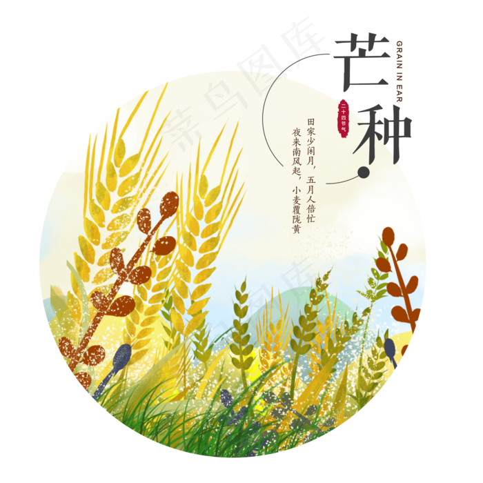 芒种节气稻谷谷穗