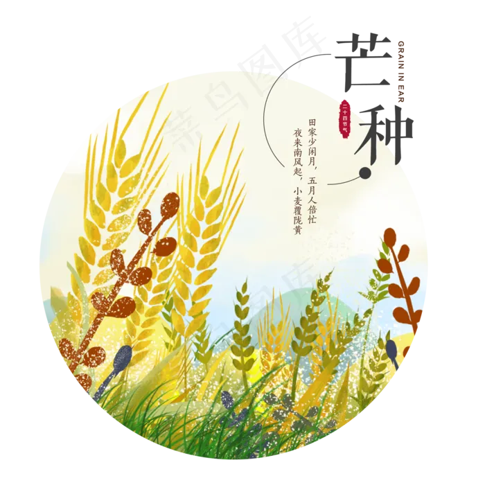 芒种节气稻谷谷穗(2000X2000(DPI:300))psd模版下载