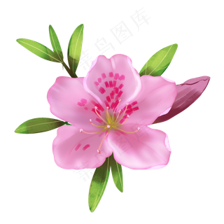 植物花开杜鹃花