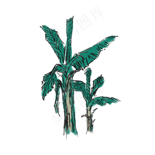 夏天芭蕉树手绘