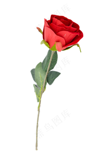 一支玫瑰花朵