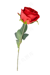 一支玫瑰花朵