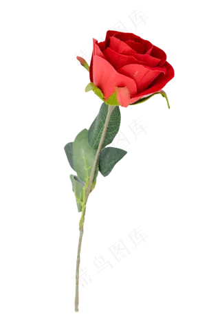 一支玫瑰花朵