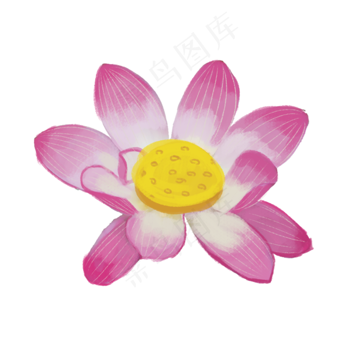 彩色绽放的荷花元素(2000X2000(DPI:300))psd模版下载