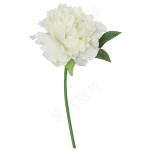 白色芍药花