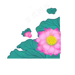 荷叶上盛开美丽荷花