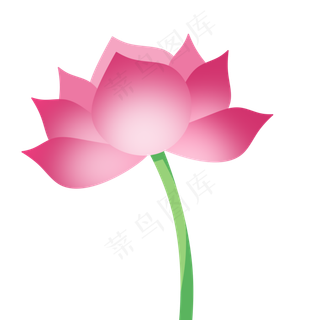粉色花朵荷花