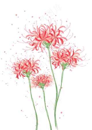 夏日手绘水彩彼岸花