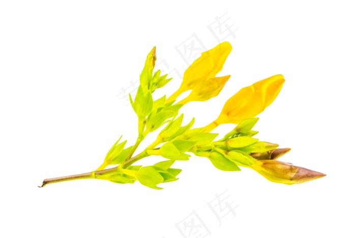 黄婵花植物花束