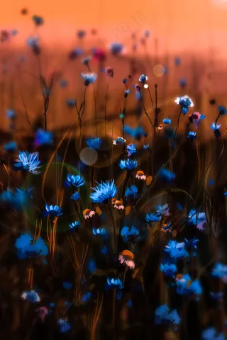 梦幻的蓝色小花花卉