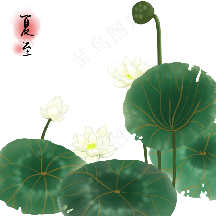 荷花荷叶夏季(3000X3000(DPI:300))psd模版下载