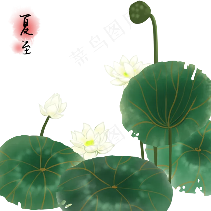 荷花荷叶夏季(3000X3000(DPI:300))psd模版下载
