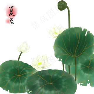 荷花荷叶夏季 荷花荷叶夏季