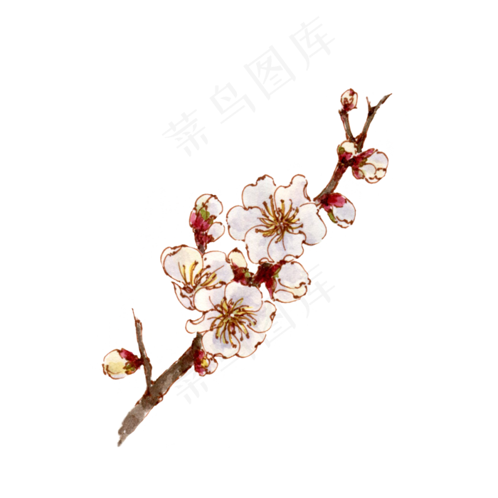 手绘白色杏花(2000X2000(DPI:300))psd模版下载