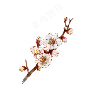 手绘白色杏花