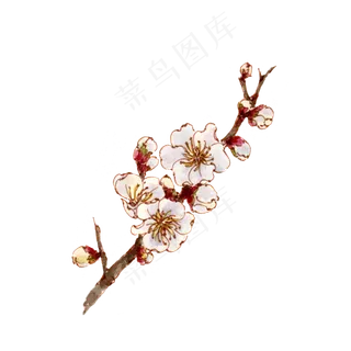 手绘白色杏花