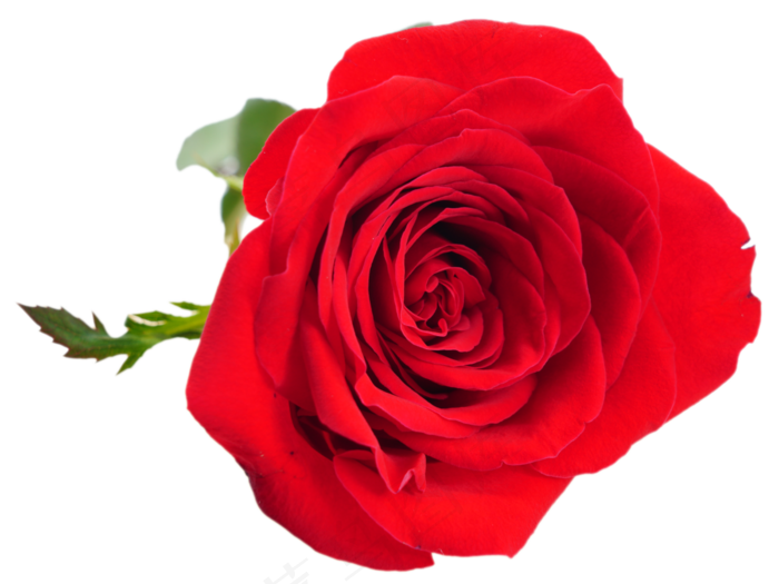 情人节浪漫鲜花