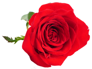 情人节浪漫鲜花