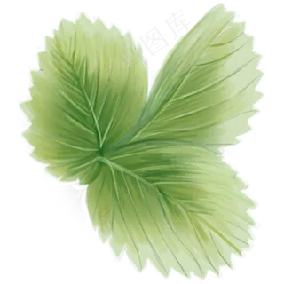草莓叶子