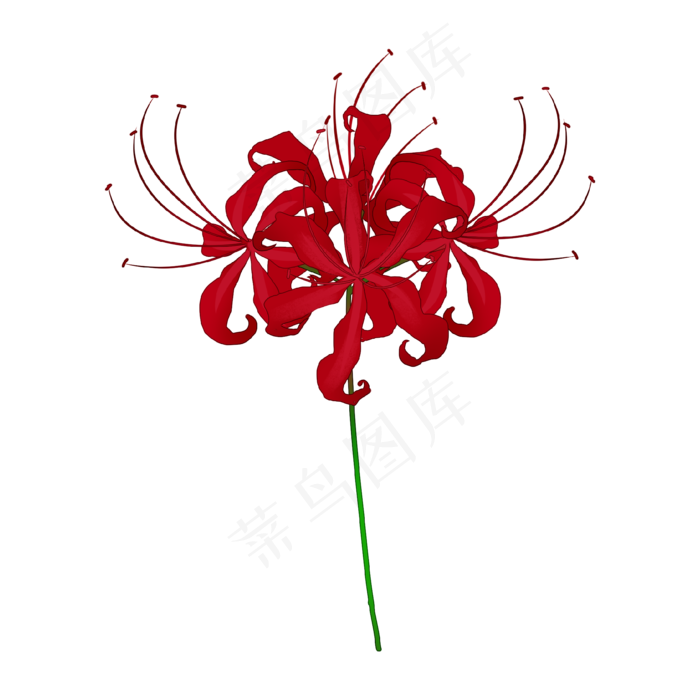 单只彼岸花(2000X2000(DPI:300))psd模版下载
