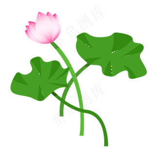 一朵含苞待放的荷花