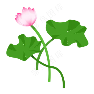 一朵含苞待放的荷花